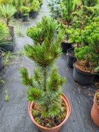Sosna drobnokwiatowa Pinus parviflora 'Aoi' NA BIG BONSAI
