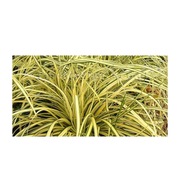 Turzyca oszimska 'Evergold' Carex oshimensis