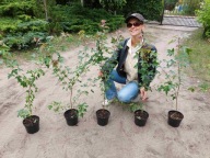 Klon Burgera (Acer buergerianum ) 80cm