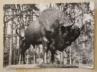 SPAŁA - RZEŻBA ŻUBRA W PARKU, 1966 rok, PTTK Jasło