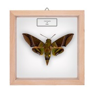 Motyl w gablotce Oryba kadeni