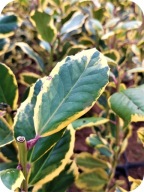 Ostrokrzew Golden King, poj. 2 litrowy, sadz. 3-letnia