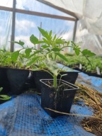 Sadzonka rozsada pomidor żółty Jantar