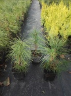 Sosna pospolita czarna wejmutka limba himalajska kosodrzewina . Doniczka