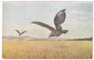 K. Przyszychowski zboża ptaki drapieżne ok.1910r. J. Czerneckiego Nowy Jork