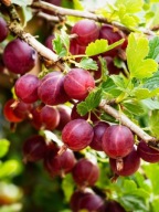 Agrest czerwony 'Kamieniar' c2 20cm