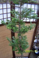 Jodła koreańska Linao kolumnowa wąska 16 letnia inna