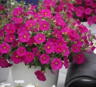 Petunia Power Sisters Pretty Pam jak Supertunia VISTA