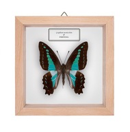 Motyl w gablotce Graphium monticolum