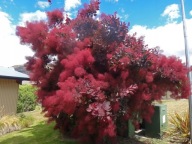 Perukowiec Podolski 'ROYAL PURPLE' sadzonka 50cm grunt