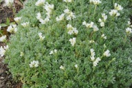Gęsiówka naradkowa - Arabis androsacea