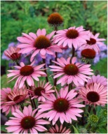 jeżówka Jeżówki SADZONKI 50 sztuk 15 cm kompozycje dla traw mrozoodporne