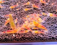 Krewetki caridina Caleceo Red Dragon 10szt