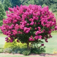 Lagerstroemia Rhapsody In Pink bez południa jasny róż