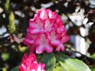 RÓŻANECZNIK | Rododendron | 'Eruption'