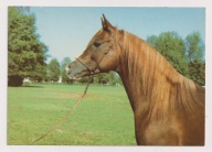 Koń Konie Stadnina Koni Janów Podlaski 1987r. ogier Gondolier l632