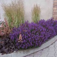 szałwia omszona Night field sadzonka w pojemniku miododajna wieloletnia