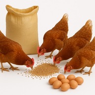 Ziarno paszowe dla kur niosek ptaków 1 kg