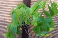 Lipa izraelska karłowa elo mini kwiatowa pachnaca szczepiona inna