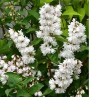 Żylistek karbowany Pride of Rochester (186)- 1,5 l