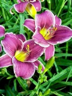 niski LILIOWIEC LITTLE MISSY malinowe kwiaty z jasną krawędzią KŁĄCZE