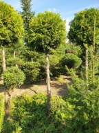 Tuja brabant kula; 2,5 - 3 m; producent