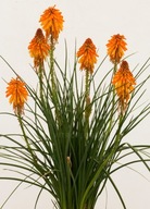 TRYTOMA ,,POCO ORANGE ''POMARAŃCZOWE POCHODNIE 2L