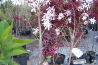 Magnolia gwiażdzista barwna szczepiona pienna inna