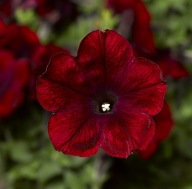 Petunia zwisająca Fun House Deep Burgundy