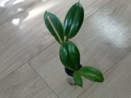 Hoya Hoja BICOLOR ukorzeniona