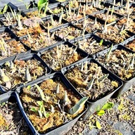 Funkia Hosta 'Bressingham Blue' W DONICZCE, wiele sadzonek