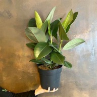 Ficus Fikus Elastica Robusta SADZONKA 45 cm