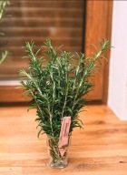 ROZMARYN CIĘTY 100G - świeży