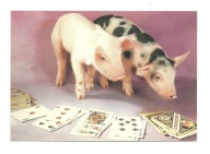 Pocztówka - Świnki i gra w karty, czyli Poker II ...