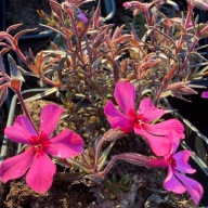 Floks szydlasty wiosenny płożący phlox subulata "Atropurpurea"