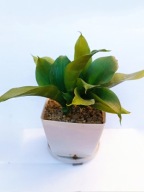 Sansevieria Black Hahnii sansewieria don. 7 cm