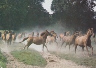 KOŃ - KONIE - STRZELCE OPOLSKIE - STADNINA KONI - KLACZE