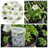 Supertunia Vista mini White