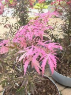 Klon palmowy EXTRAVAGANZA - KOLOROWE PĘDY! sadzonka