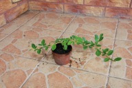 Irga płożąca 'Coral Beauty' (Cotoneaster dammeri 'Coral Beauty')