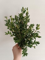 Gałązki bukszpanu 20 cm żywe do dekoracji