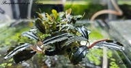 Bucephalandra sp. Vulcan od fibell