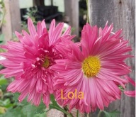 CHRYZANTEMA ZIMUJĄCA ## LOLA RÓŻOWA ##### ODMIANA KŁĄCZOWA