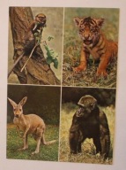 WROCŁAW. ZOO MIEJSKI OGRÓD ZOOLOGICZNY. Mona, kangur, tygrys, goryl