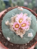 Kaktus Lophophora williamsii duża z ziemią i donicą + gratisy +ogrzewacz