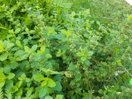 Melisa Lekarska Nasiona Naturalne 1g