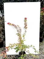 Klon palmowy BENI-MAIKO sadzonka doniczka 3 l