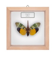 Cykada w gablotce Pyrops clavata