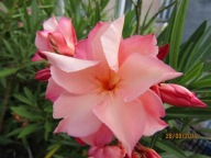 Nerium Oleander CHOPIN pełny