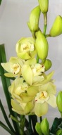cymbidium storczyk orchidea 2